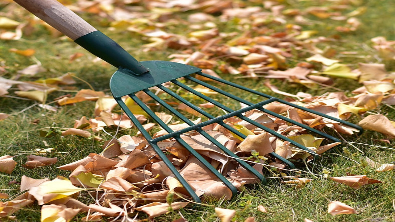 Choosing the Right Tool: Understanding the Diversity of Garden Rakes